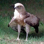  Águila culebrera