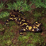  Salamandra penibética