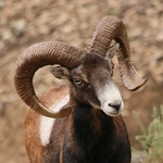  Mouflon